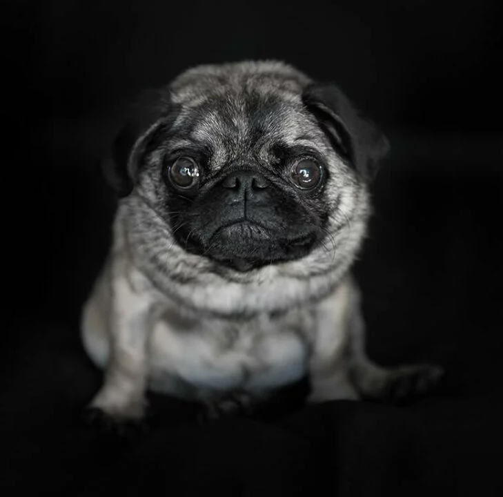 Pug