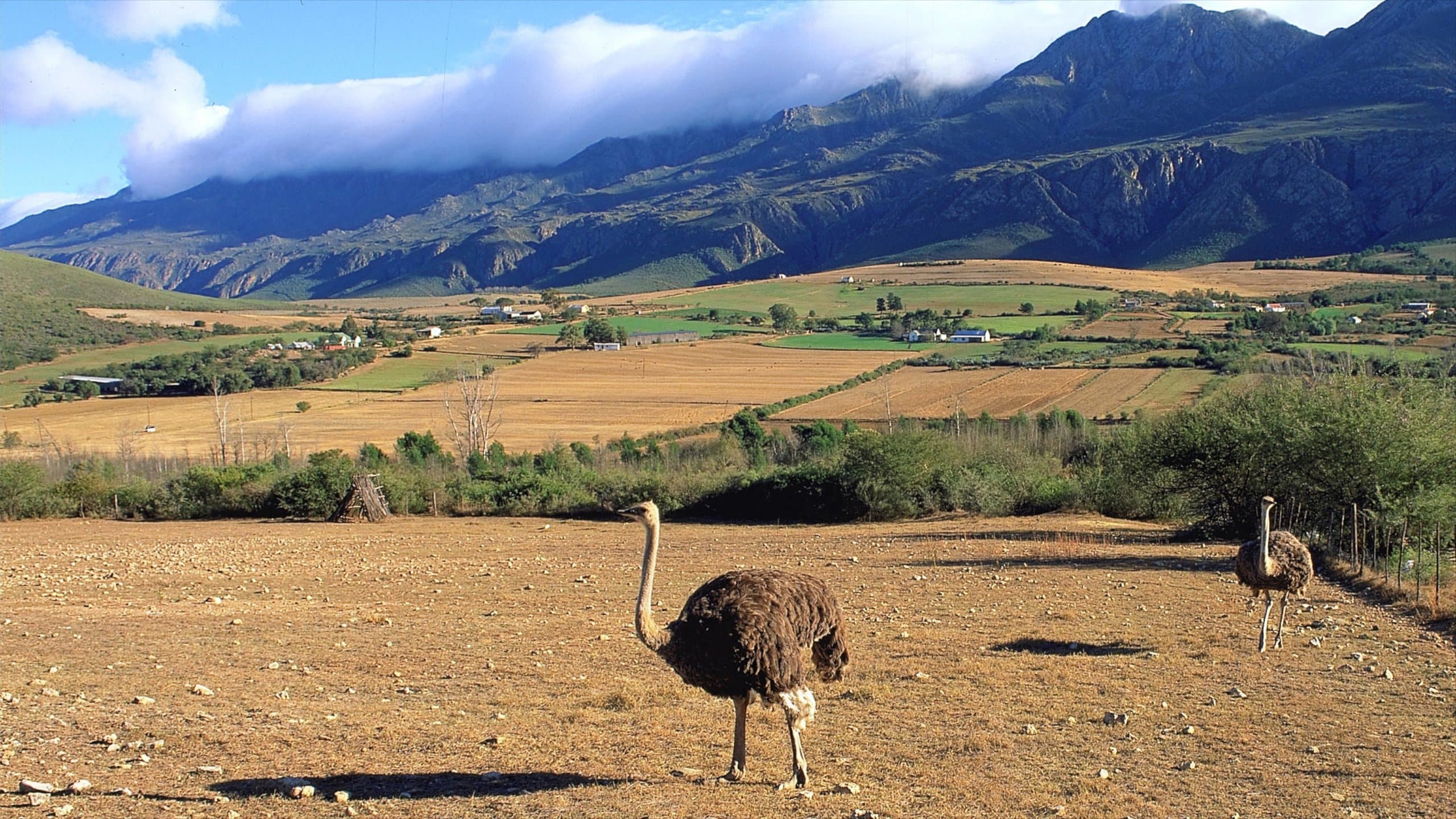 oudtshoorn