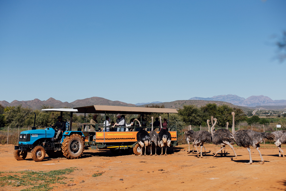 Ostrich farm tour