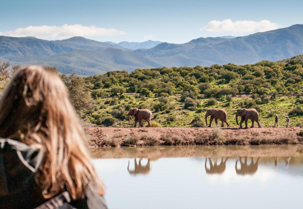 Buffelsdrift elephants
