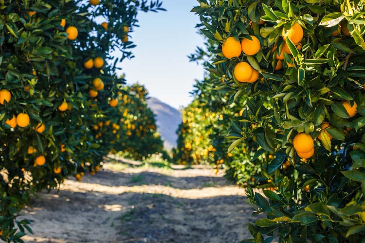 Citrusdal farm
